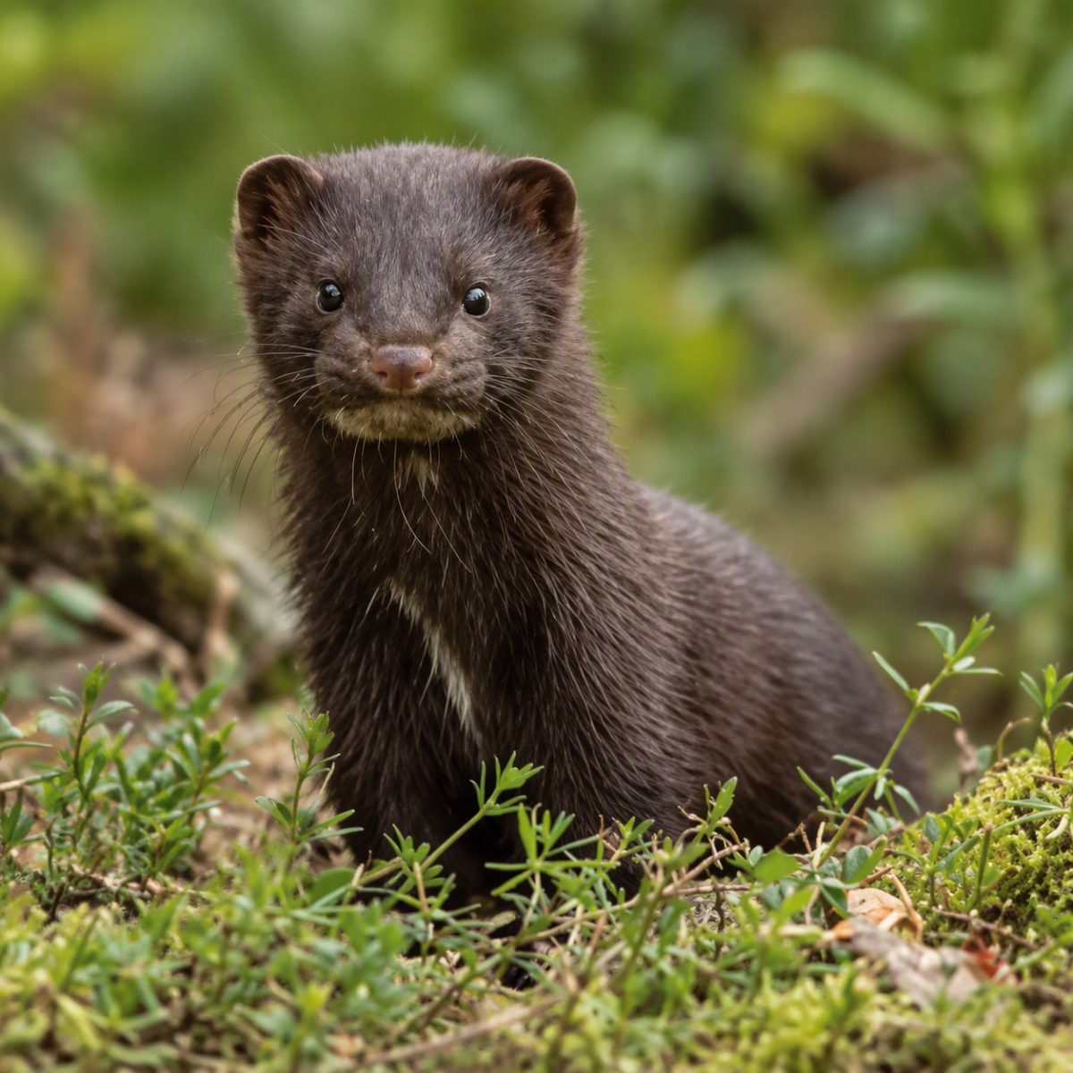 Mink