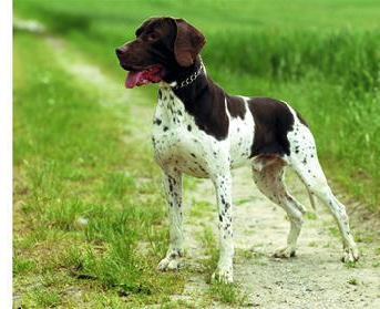 Gammel Dansk Hønsehund