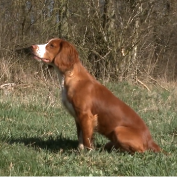Hund
