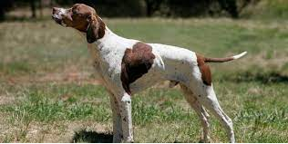 Pointer