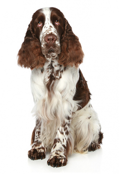 Spaniel