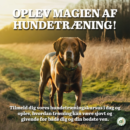 Oplev magien af hundetræning – tilmeld dig vores hundetræningskursus