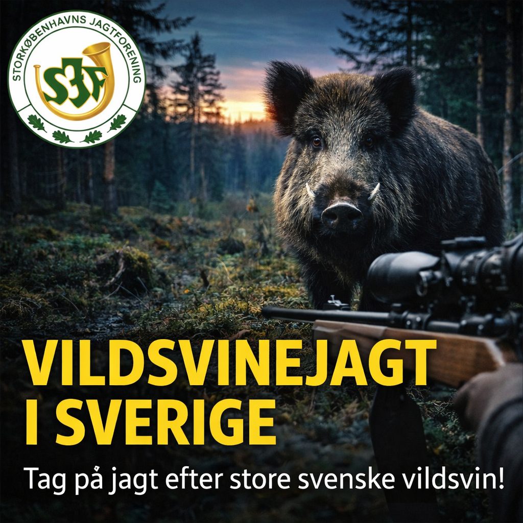 Vildsvine jagt i Sverige